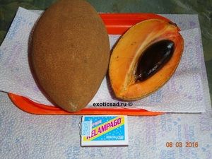 ���� ������ �����������