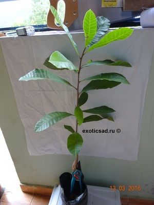 ������� ������ �����������