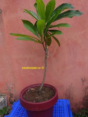 ������� ������ ����������� � ������