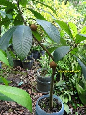 ������������ ������ ����������� � ����������