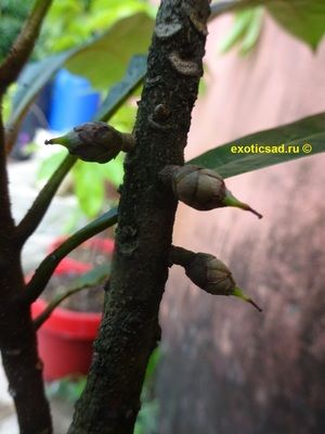 ������ ������ �����������