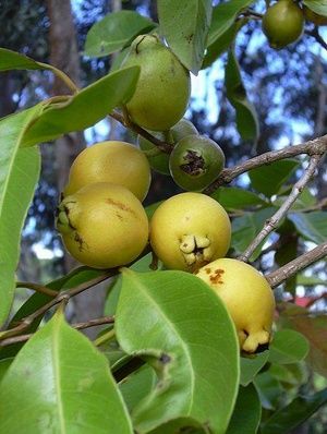 ����� ����� ����������� �����