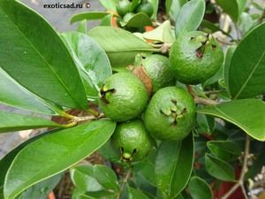 �������� ����� ����� �����������