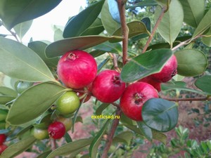 ����� ������� ����� �����������