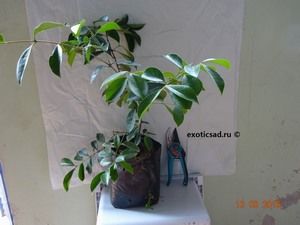 ������� ����� �����������