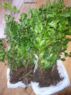 ������� ����� �����������