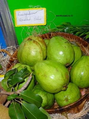 ����� ������� �����