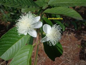 �������� �������