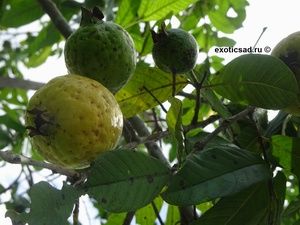 ������� �������������