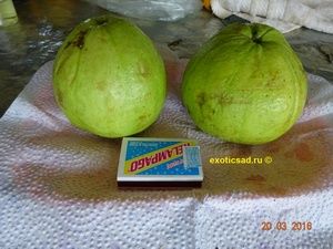 ����� �������