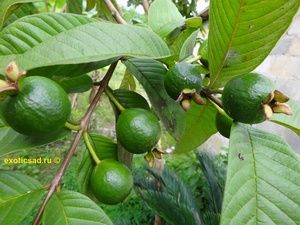 ������� ����� �������