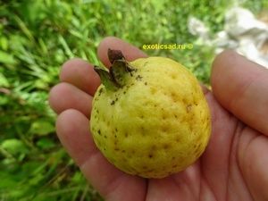 ���� �������