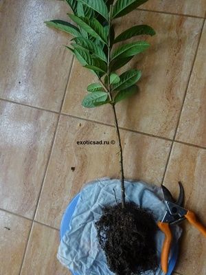 ������� �������