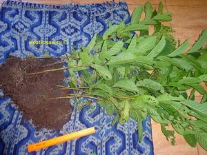 ������� �������