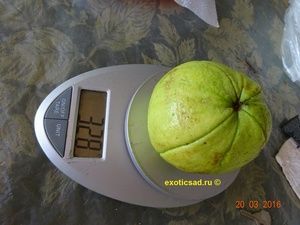 ��� ����� �������