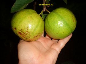 ������� ����� ��������