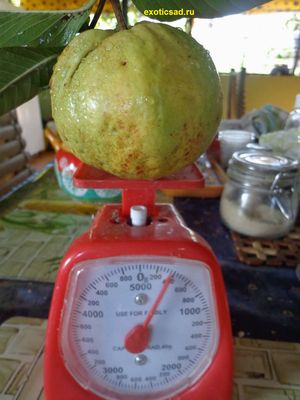 ��� ������� ����� ��������