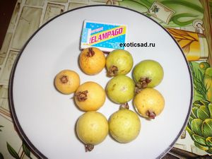 ����� ����������� - psidium guineense