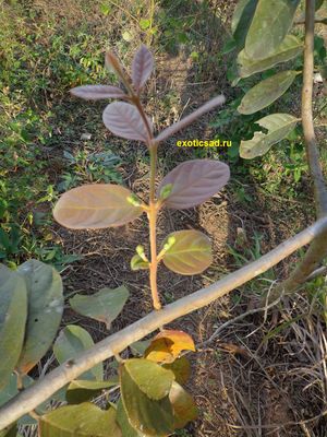 ������� ����� ����� �����������