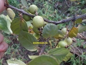 ������������ ����� �����������