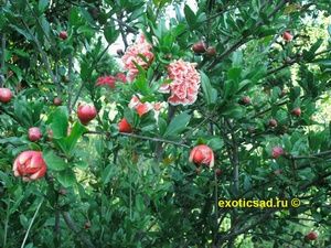 �������� ����� ������� �������.