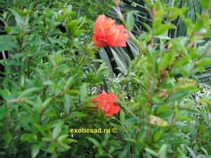 �������� ����� ������� ���� �����.