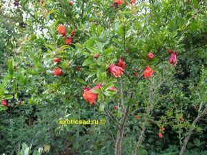 �������� ����� ������� ���-���.