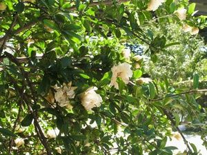 �������� ����� ������� ���� �����.