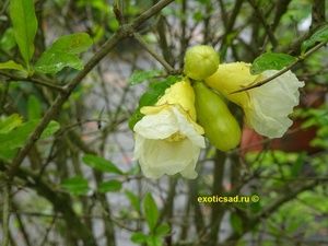 ������ �������������.