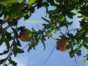 ����������� ����� �������.