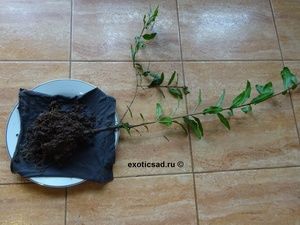 ������� �������.