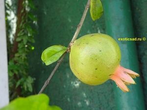 ������ ������� - punica granatum.