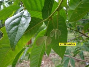 ������ �������� ���������