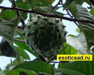 ���� �������� ���������