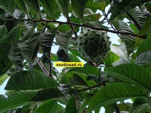 ���� �������� ��������� �� ������