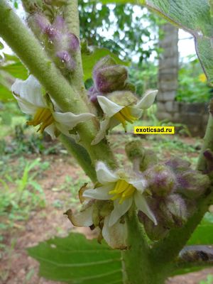 �������� ����������