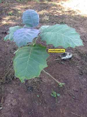 ������� ���� ����������