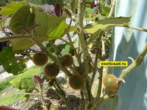 ������������ ����������