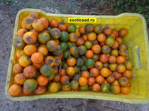 ���������� - ���� � �������