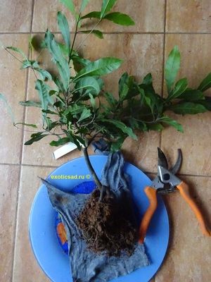 ������� ����������� ������ - �����