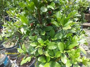 ����� ����������� ������ �� �������� � ����������