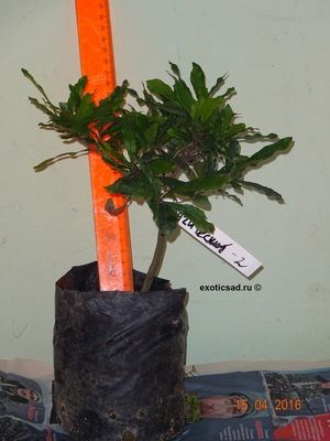 ������� ����������� ������