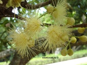 �������� ��������� �����������������