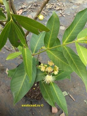 �������� ������� ��������� �����������������