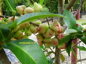 ������������ ��������� �����������������