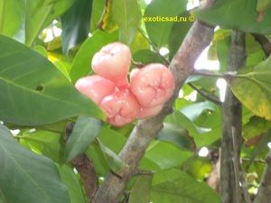 ����� ��������� �����������������