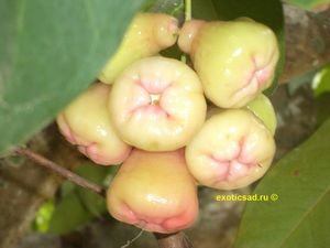 ����� ��������� ����������������� �� �����