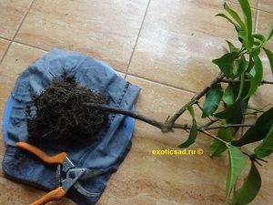 ������� ��������� �����������������