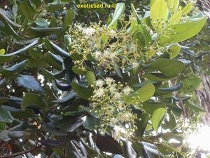 �������� ����������� ������