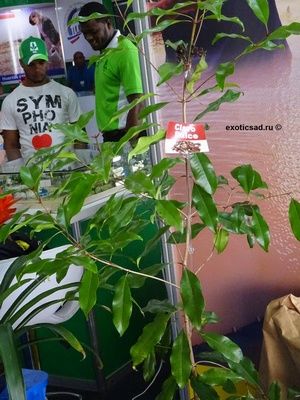 ������� ���������� ������